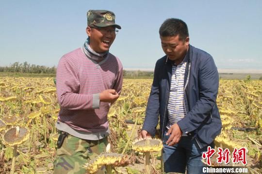 新疆兵团高寒区团场引种4000余亩食葵喜获丰收(组图)