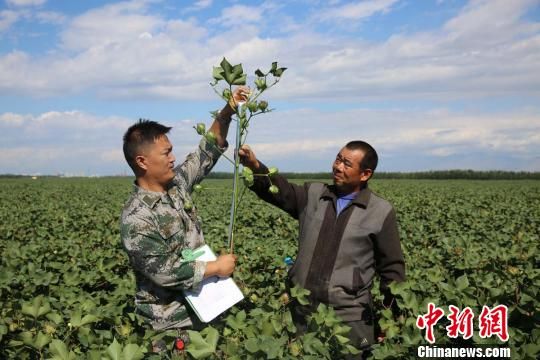 新疆兵团近千万亩棉花正进行测产(图)