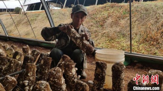 贵州六盘水：食用菌撑起脱贫“小金伞” 拓宽增收致富路