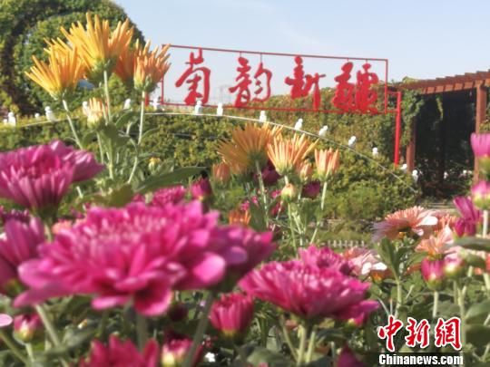新疆昌吉菊花展开幕 百万株菊花绽放吸引大批游客