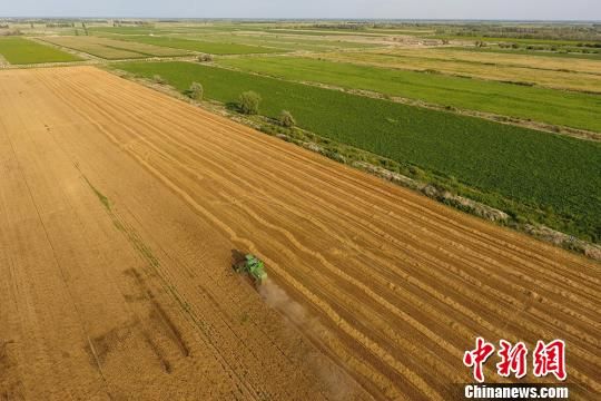 航拍新疆兵团小麦收割(图)
