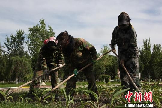蚊虫肆虐 新疆兵团职工坚守边境一线“战”蚊虫