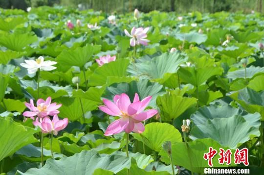新疆五家渠市500余亩荷花碧莲绽放迎客