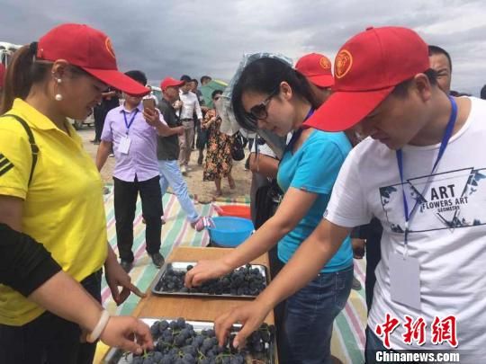 新疆兵团第五师双河市办首届葡萄文化节 葡萄已远售东南亚