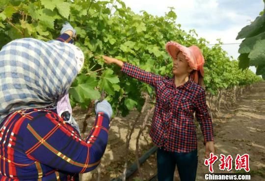 新疆兵团女职工:从打零工到带头致富(图)