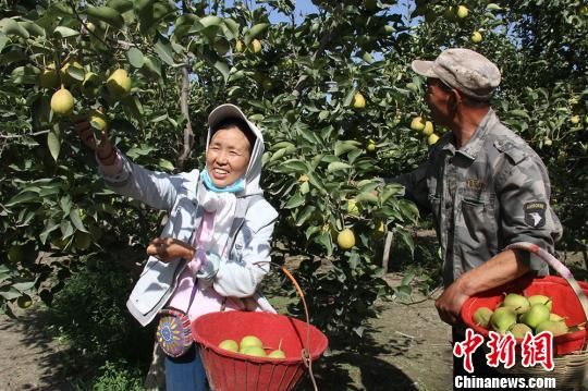 新疆兵团南部13万亩香梨开始采摘