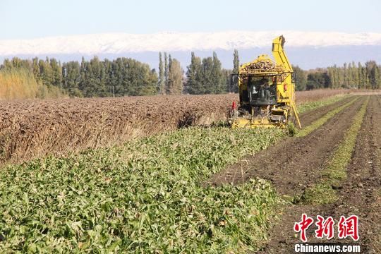 新疆兵团近2000亩甜菜进入收获季节