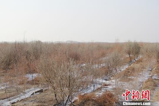 探访新疆阿拉尔沙漠之门:人进沙退生态环境持续改善