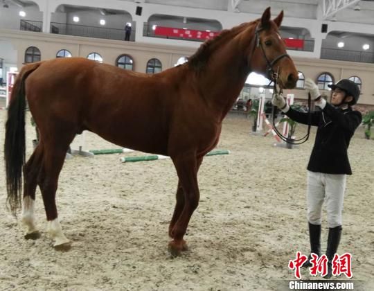 新疆五家渠推“马术体育文化旅游产品”助力新疆冬春旅游