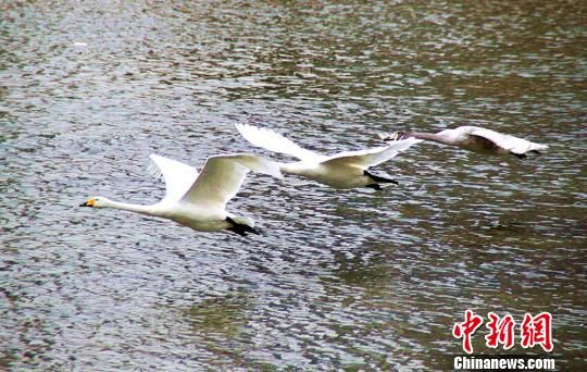 气温骤升 新疆库尔勒越冬天鹅提前返巴音布鲁克繁衍