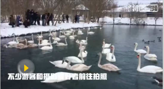 雾气升腾美如仙境 西伯利亚“贵宾”来这过年