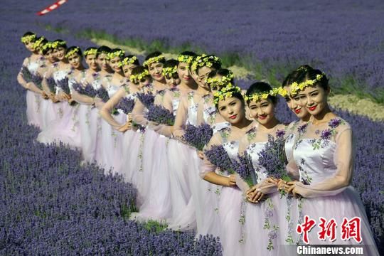 “中国薰衣草之乡”新疆霍城5万亩薰衣草花盛开游人如织