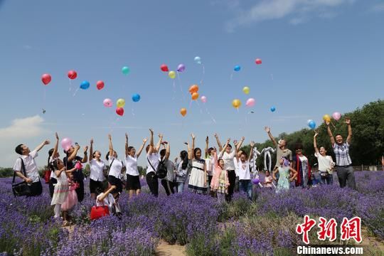 新疆兵团第十二师千亩薰衣草天人菊绽放