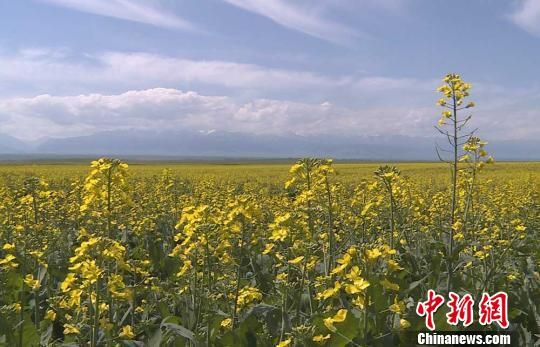 新疆兵团近十万亩油菜花绽放高原