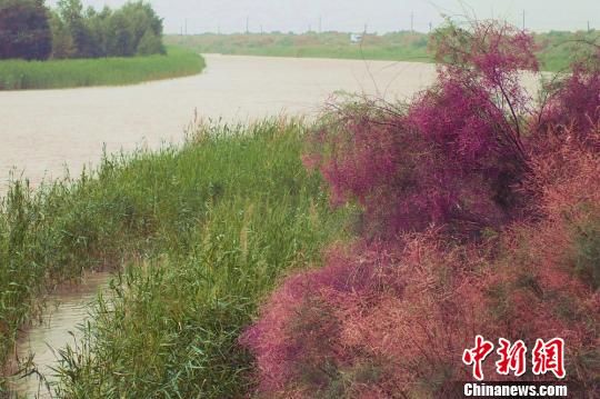 新疆塔里木河连年向下游生态输水 尾闾形成492平方公里湖面