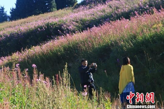 新疆夏尔西里迎“最美季” 山花烂漫如油画