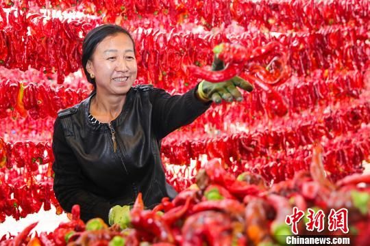 新疆巴里坤辣椒丰收