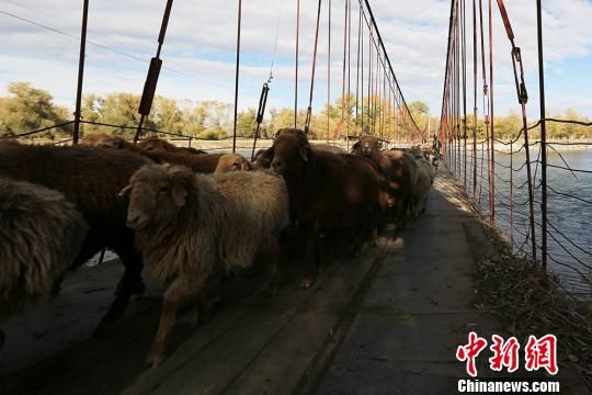 新疆数十万牲畜转场过额尔齐斯河