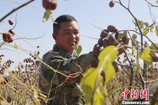 新疆兵团14万亩和田玉枣即将采摘