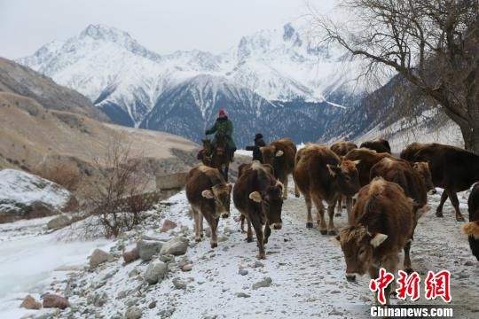 走进新疆伊犁阿合牙孜沟冬牧场