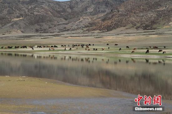 新疆兵团高寒湿地现牛群野鸟美景图卷