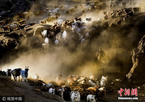 新疆阿勒泰牲畜转场 场面壮观