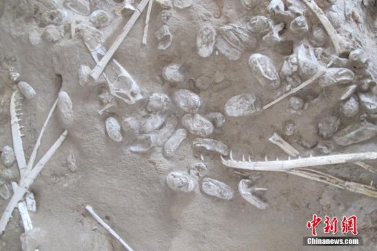 新疆发现数百枚3D翼龙蛋与胚胎化石