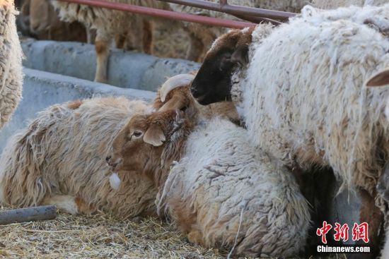 新疆北部天气严寒 绵羊喝水嘴上挂“冰块”