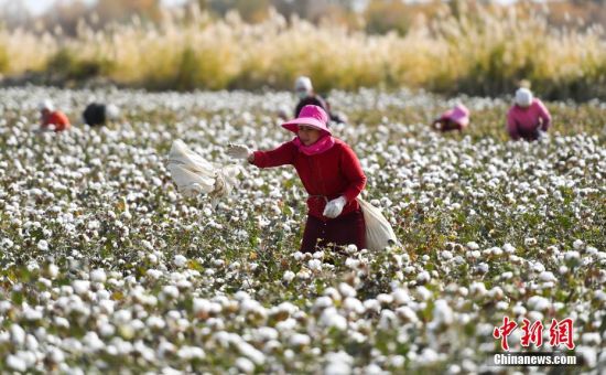 新疆3700万亩棉花迎来采收最忙时节