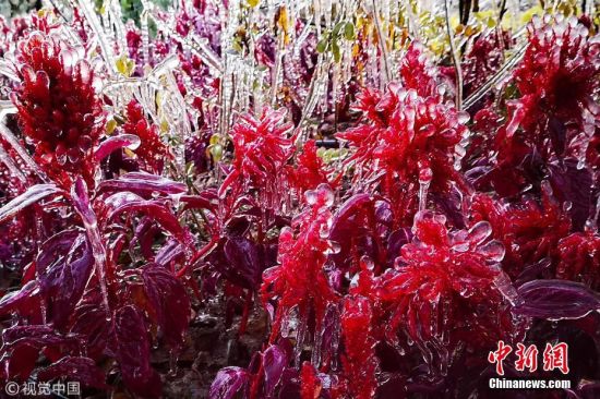 新疆局部地区降温 哈密街头绿植现冰挂