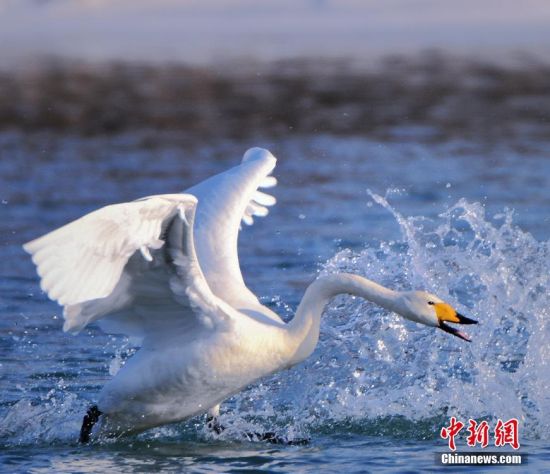 新疆和静开都河引天鹅安家