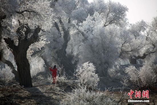 新疆塔克拉玛干沙漠胡杨雾凇美景迷人