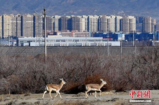 新疆克拉玛依市区周边成为野生动物的家园