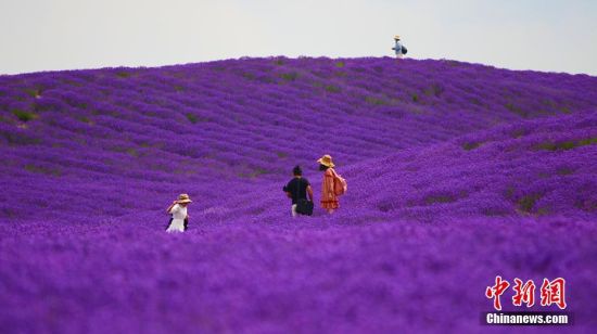 新疆霍城5万余亩薰衣草花盛开醉游人