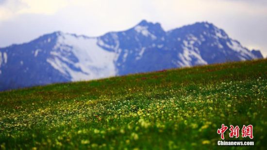 新疆托克逊黑山牧场山花烂漫云雾缭绕