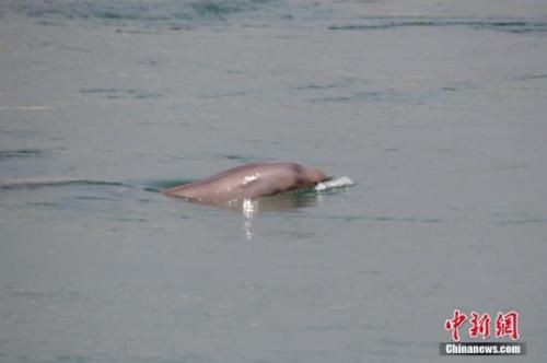 安徽安庆拆船护江豚 长江“微笑天使”野性再现