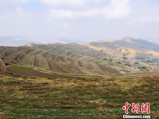 甘肃定西“种草成金”： 贫瘠土地上寻到“好钱景”