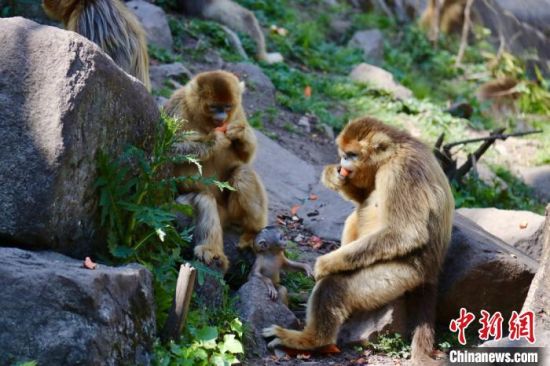 探访甘肃陇南“秘境小镇”：春水碧如洗更胜江南景