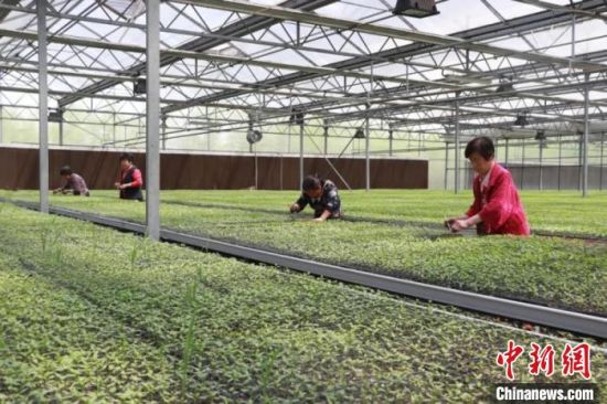 山西襄垣探索多种模式 产业支撑走向强村富民之路