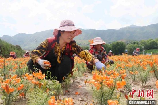 青海“光辉村”迎“光辉时代”：从“广种薄收”到特色种植
