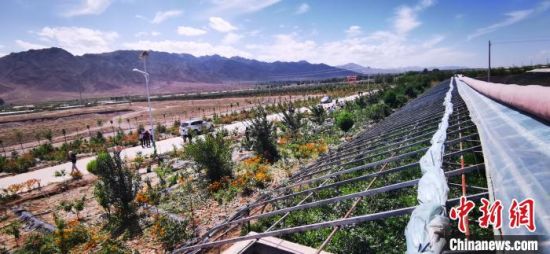 村干部戈壁开荒绿色效益双赢：林果助农吃上“定薪丸”