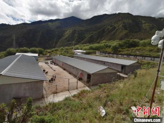 西藏林芝藏香猪 “拱”出致富小康路