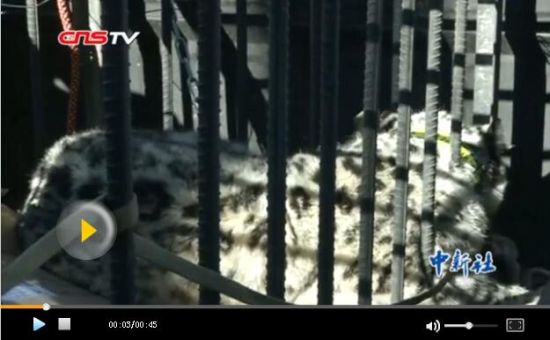 新疆清河县一级保护动物雪豹被困羊圈