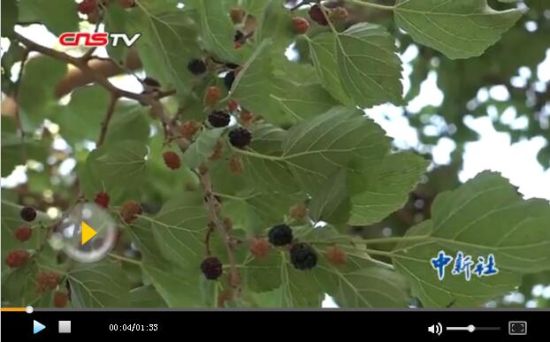 新疆托克逊县桑葚节 万名游客载歌载舞采摘桑葚