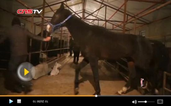 中国首批从哈萨克斯坦进口汗血宝马入境