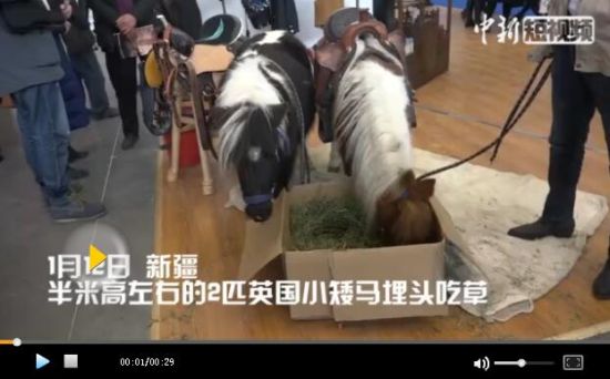 呆萌英国小矮马亮相新疆冬博会 只顾吃吃吃