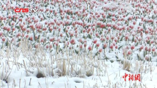 新疆昭苏立夏后迎降雪 郁金香顶寒绽放