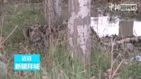 新疆首次在农区发现雪豹 警民联手救助