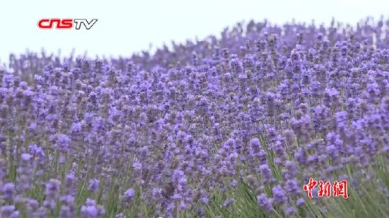 新疆伊犁薰衣草单体连片种植面积世界第一 将打造全产业生态链