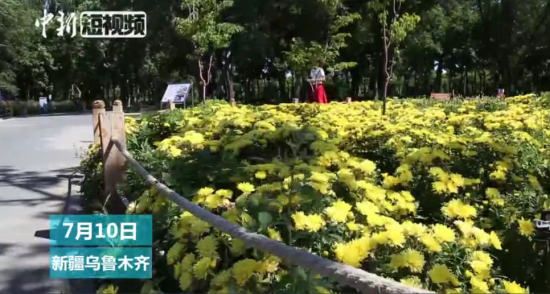 雨水多高温“迟到”新疆菊花提前两个月开放